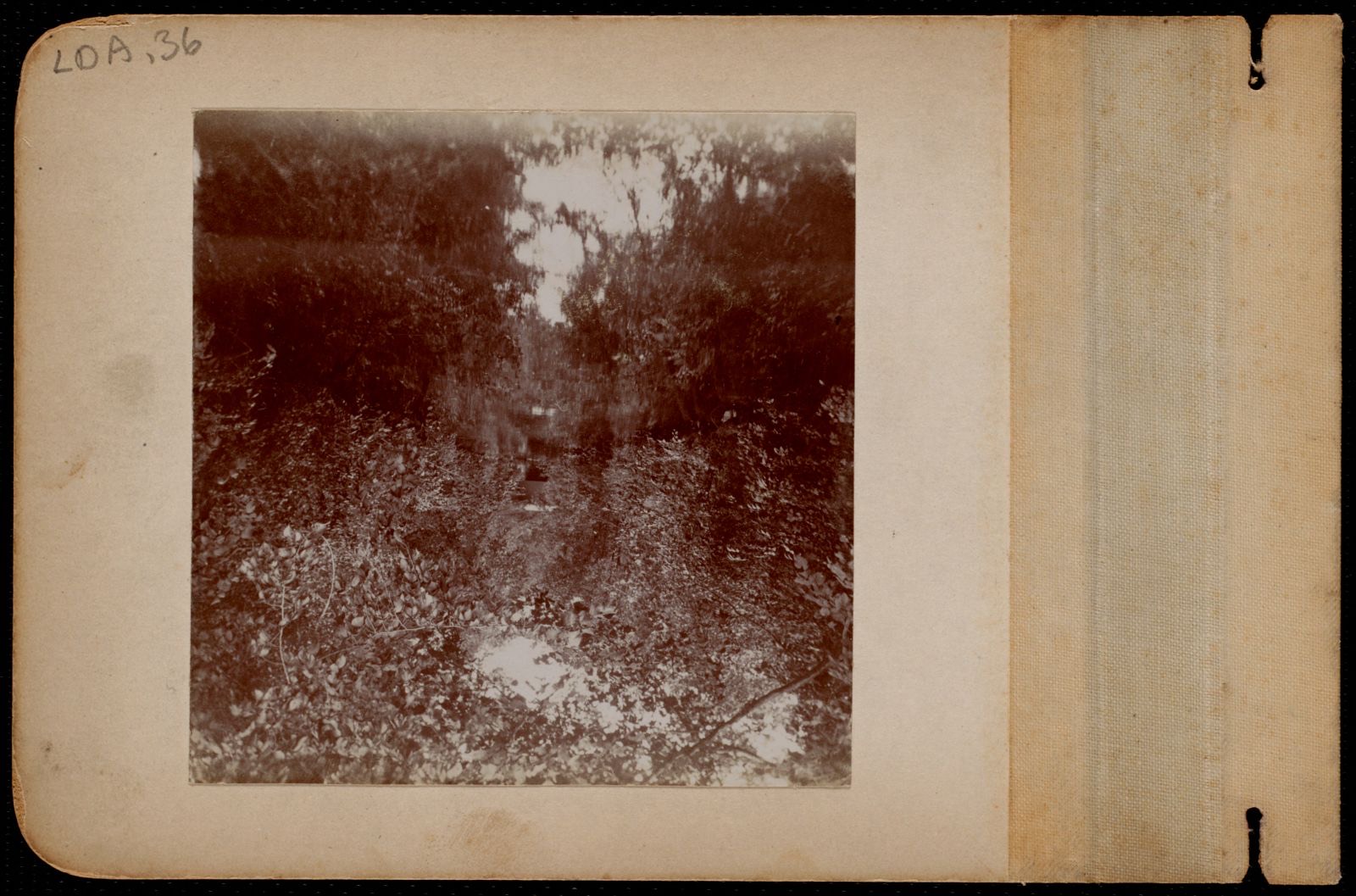 A view through the trees, Lenox Library Association - undated