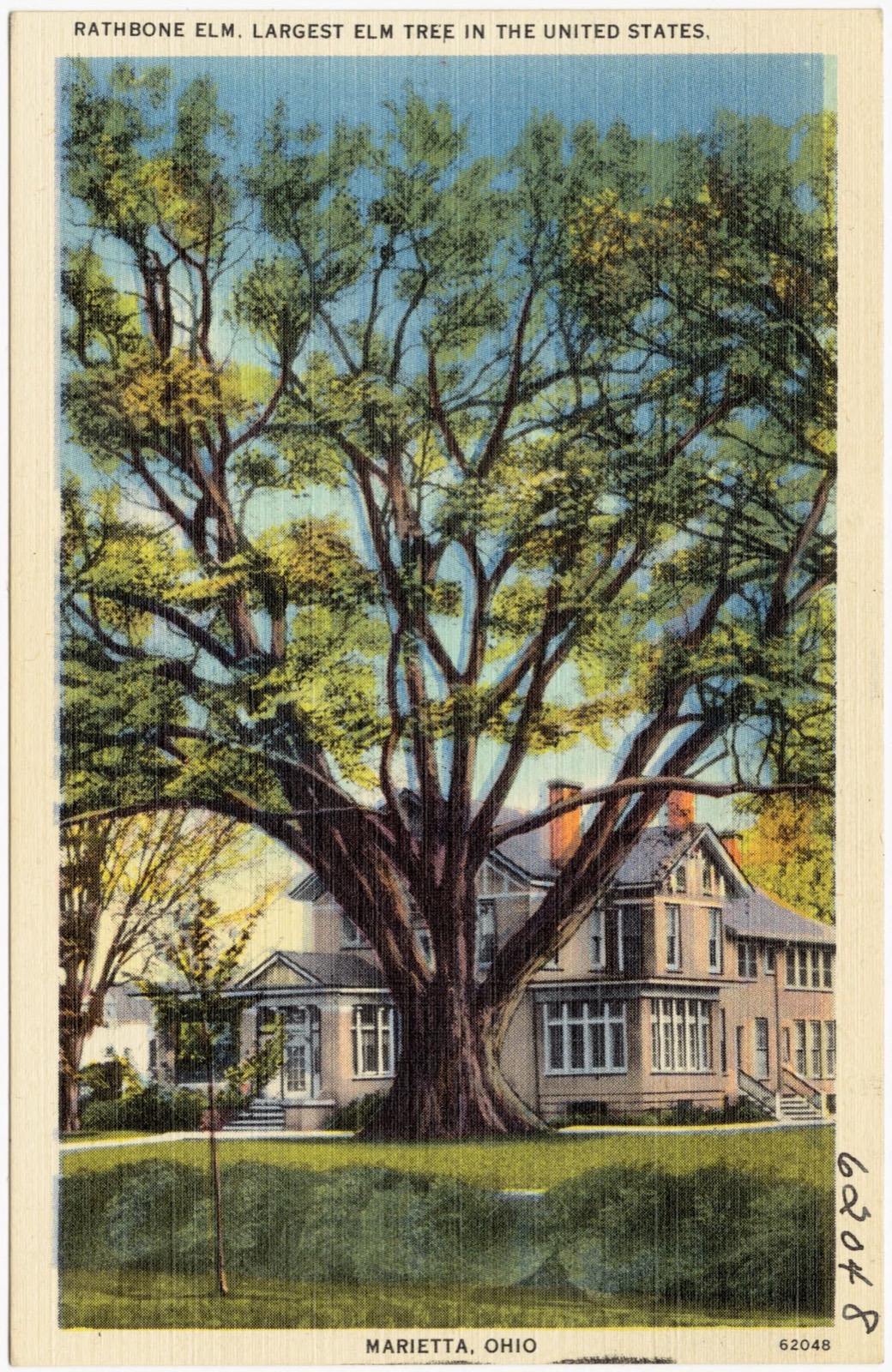 Rathbone Elm, largest Elm tree in the United States, Marietta, Ohio, Boston Public Library - undated