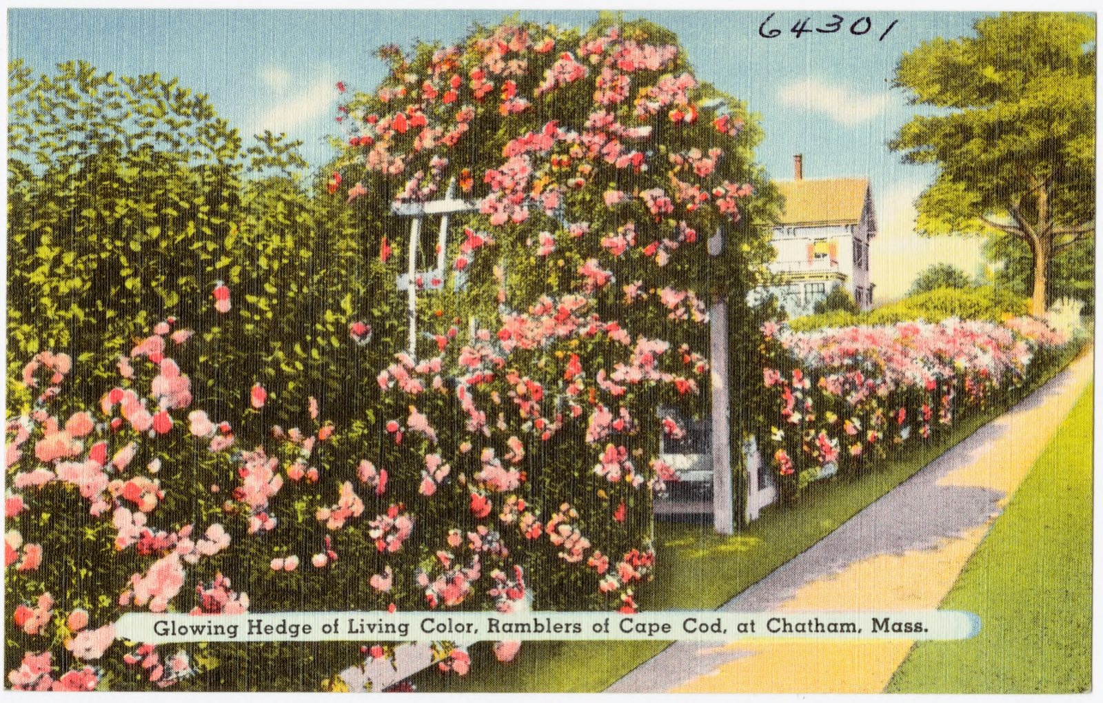 Glowing hedge of living color, ramblers of Cape Cod, at Chatham, Mass., Boston Public Library - undated