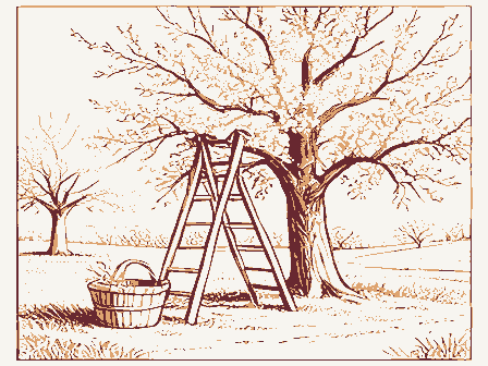 Decorative drawing: an orchard with a ladder against a tree and a bushel basket. Not a photograph of this place.