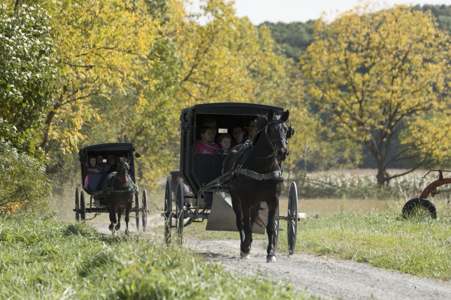 Horse-drawn Amish buggies journey down a country road at Yoder's Amish Home, an authentic Amish farm that began accepting visitors in 1983 near Walnut Creek in central Ohio, along the "Amish Country Byway"