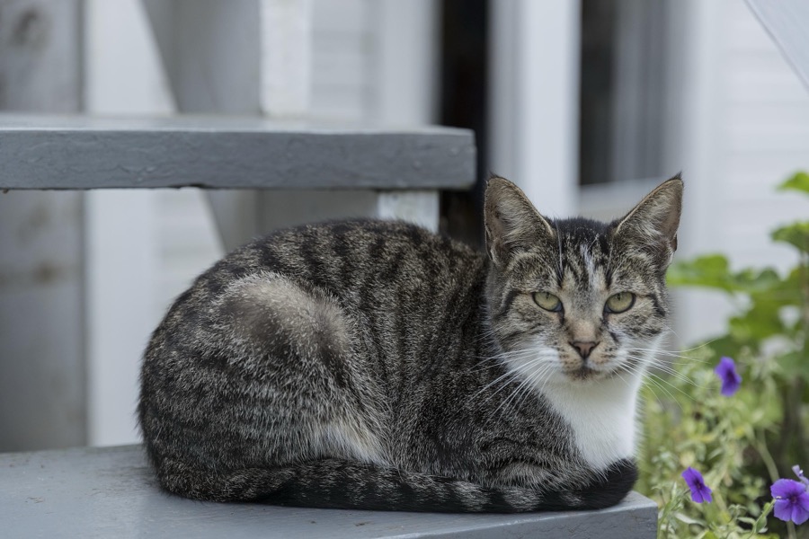 A contented cat at Yoder's Amish Home, an authentic Amish farm that began accepting visitors in 1983 near Walnut Creek in central Ohio, along the "Amish Country Byway"