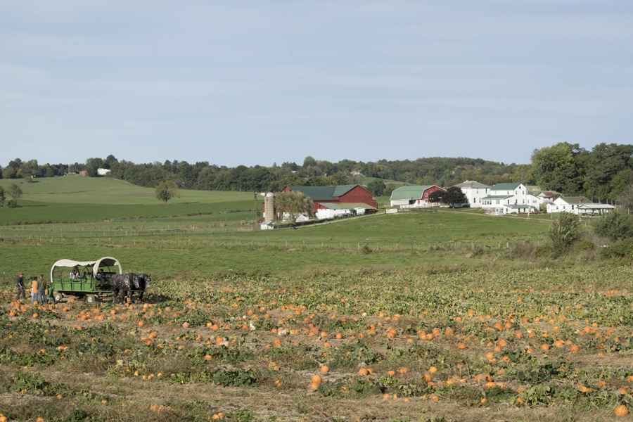 A horse-drawn wagon carries visitors into the pumpkin patch each autumn at Hershberger's Farm and Bakery, a greatly expanded produce stand near the town of Berlin in central Ohio's "Amish Country"