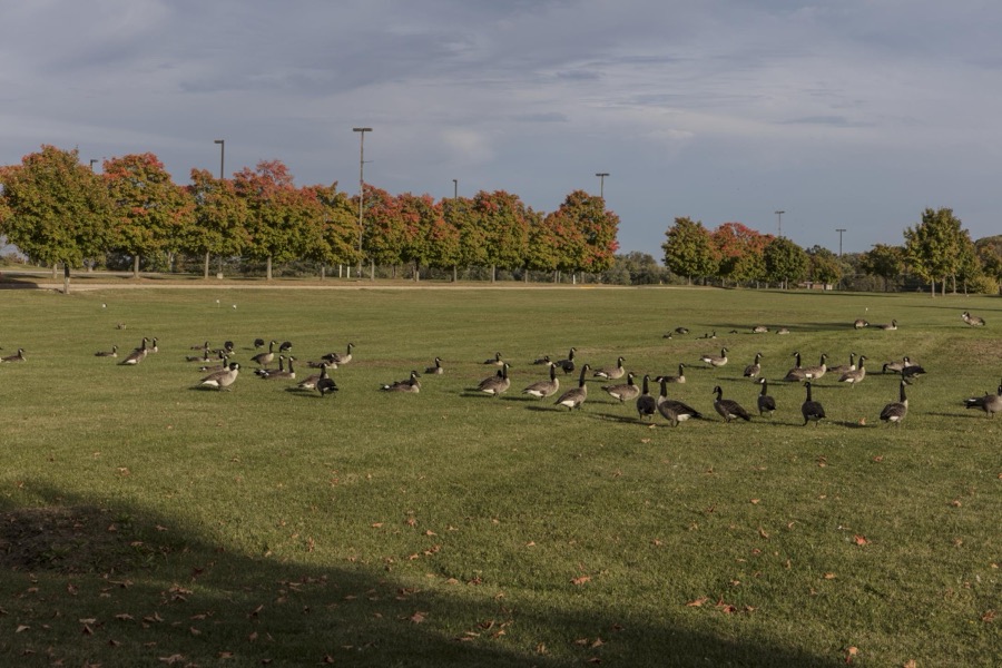 Geese, possibly conferring about where to fly for winter on this fine fall day, have the run of a field in Frayzesburg, Ohio