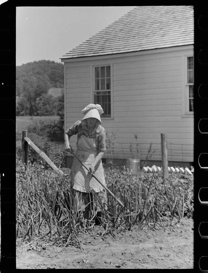 Farmer's wife with chickens, Scioto Farms, Ohio