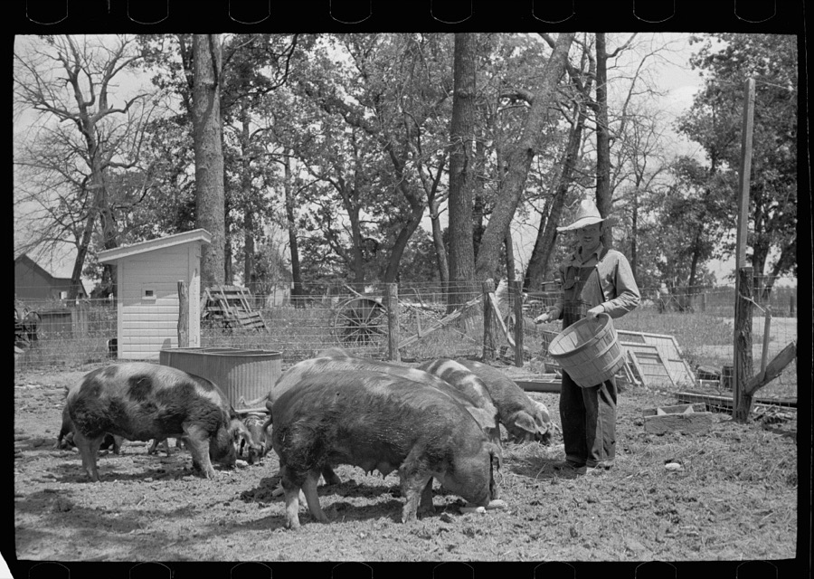 Farmer feeding hogs, Scioto Farms, Ohio