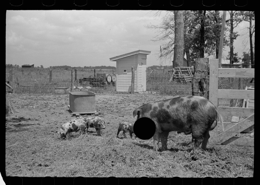 Farmer feeding hogs, Scioto Farms, Ohio