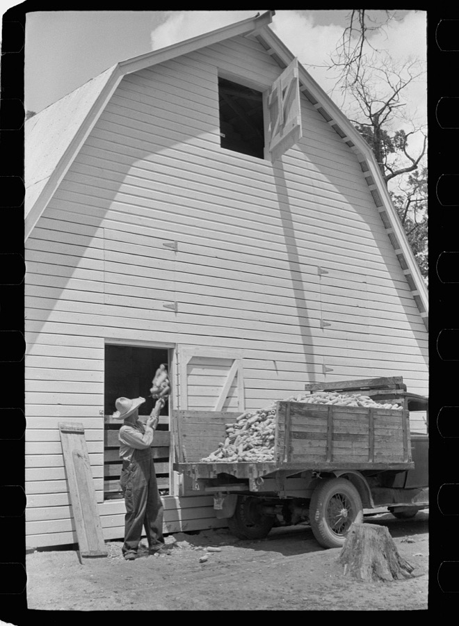 Farmer unloading corn, Scioto Farms, Ohio