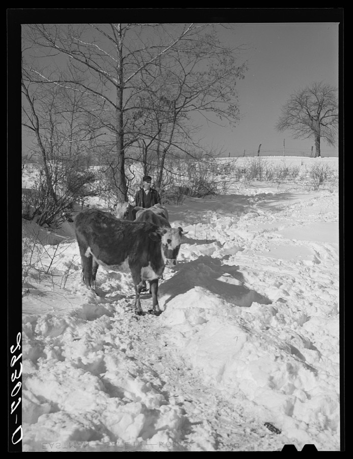 Ira Ison, rehabilitation client, bought two horses with his loan from the FSA (Farm Security Administration). Ross County, Ohio