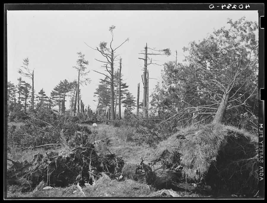 Pine wood lot near Worcester and Amherst, Massachusetts