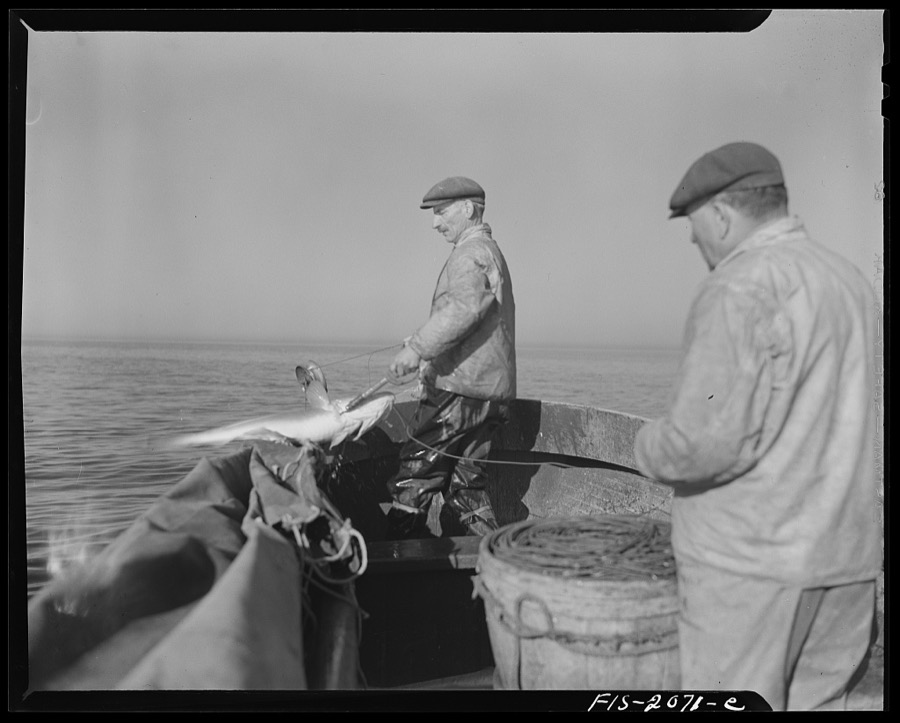 Provincetown, Massachusetts. Portuguese dory fisherman rowing out to his boat at 4:30 in the morning to leave for the banks off Cape Cod