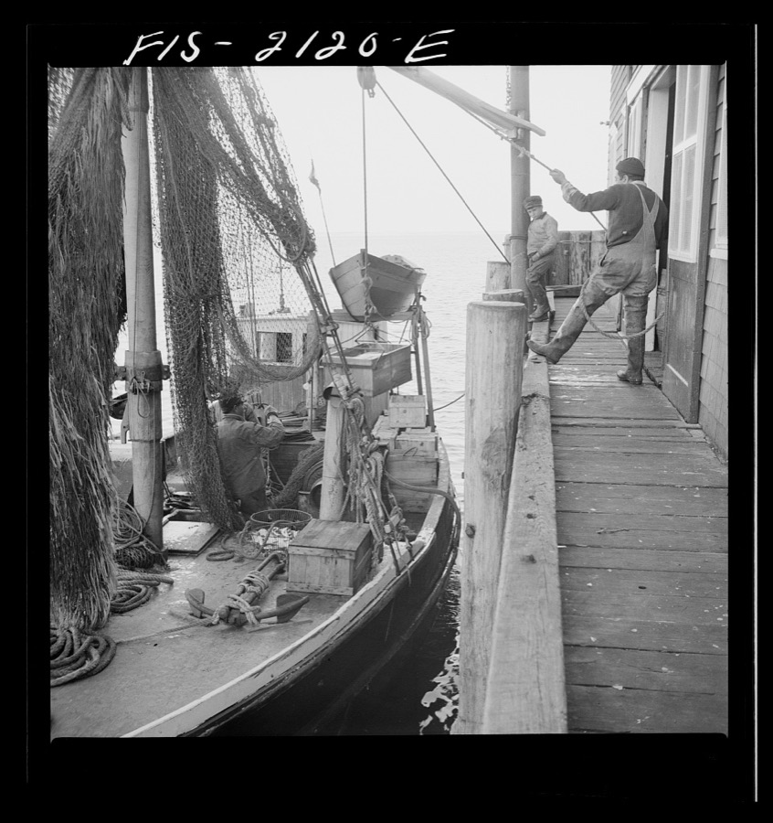 Provincetown, Massachusetts. Hoisting fish from the ice hold of a Portuguese trawler to the packing house dock