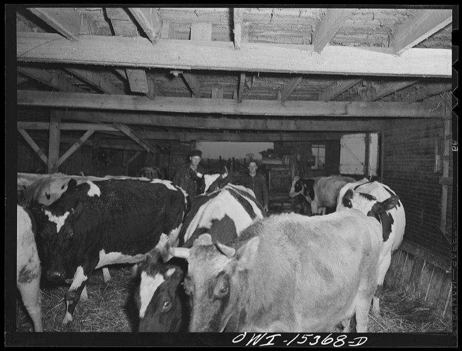 Rio Grande, Gallia County, Ohio. Jim Stevens and Samuel George feed 100 head of hogs on Harry Linebaugh's farm