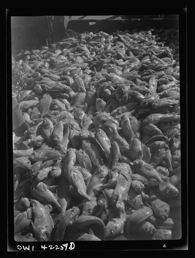 Gloucester, Massachusetts. Deck of Old Glory covered with 85,000 pounds of rosefish