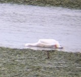 A photograph of the species Pelecanus erythrorhynchos, not of this specimen