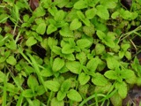 A photograph of the species Melissa officinalis, not of this specimen