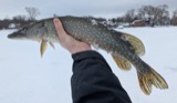 A photograph of the species Esox lucius, not of this specimen