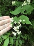 A photograph of the species Deutzia scabra, not of this specimen
