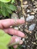 A photograph of the species Polygala verticillata, not of this specimen