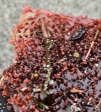 A photograph of the species Ceramium fastigiatum, not of this specimen