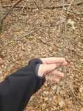 A photograph of the species Hamamelis virginiana, not of this specimen