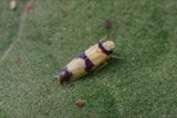 A photograph of the species Erythroneura calycula, not of this specimen