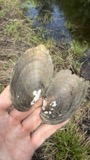 A photograph of the species Lampsilis radiata, not of this specimen