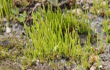 A photograph of the species Anthoceros punctatus, not of this specimen