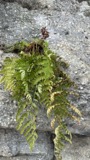 A photograph of the species Dryopteris intermedia, not of this specimen