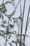 A photograph of the species Vicia cracca, not of this specimen