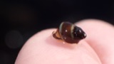 A photograph of the species Lacuna vincta, not of this specimen