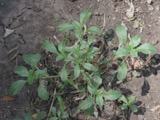 A photograph of the species Amaranthus blitoides, not of this specimen
