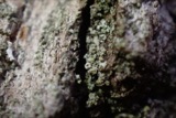 A photograph of the species Hyperphyscia adglutinata, not of this specimen