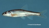 A photograph of the species Notropis amblops, not of this specimen
