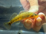 A photograph of the species Etheostoma caeruleum, not of this specimen
