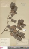 A photograph of the species Rhus venenata, not of this specimen