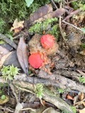 A photograph of the species Calostoma cinnabarinum, not of this specimen