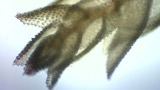 A photograph of the species Thuidium tamariscinum, not of this specimen