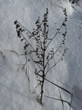A photograph of the species Cynoglossum officinale, not of this specimen
