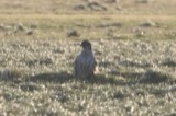 A photograph of the species Falco rusticolus, not of this specimen