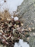 A photograph of the species Sibbaldiopsis tridentata, not of this specimen