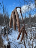 A photograph of the species Corylus americana, not of this specimen