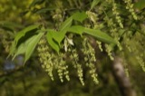 A photograph of the species Acer carpinifolium, not of this specimen