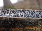 A photograph of the species Gibberella saubinetii, not of this specimen