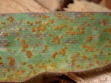 A photograph of the species Puccinia recondita, not of this specimen
