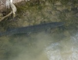 A photograph of the species Esox masquinongy, not of this specimen
