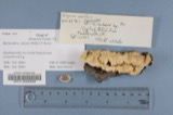 A photograph of the species Polyporus adustus, not of this specimen
