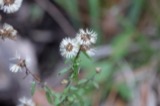 A photograph of the species Symphyotrichum dumosum, not of this specimen