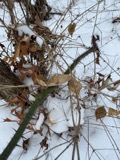 A photograph of the species Smilax tamnoides, not of this specimen