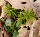 A photograph of the species Climacium americanum, not of this specimen